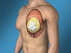 Anatomy illustration of human chest structure.