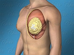 Anatomy illustration of the human chest.