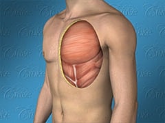 Human torso showing muscles and organs.