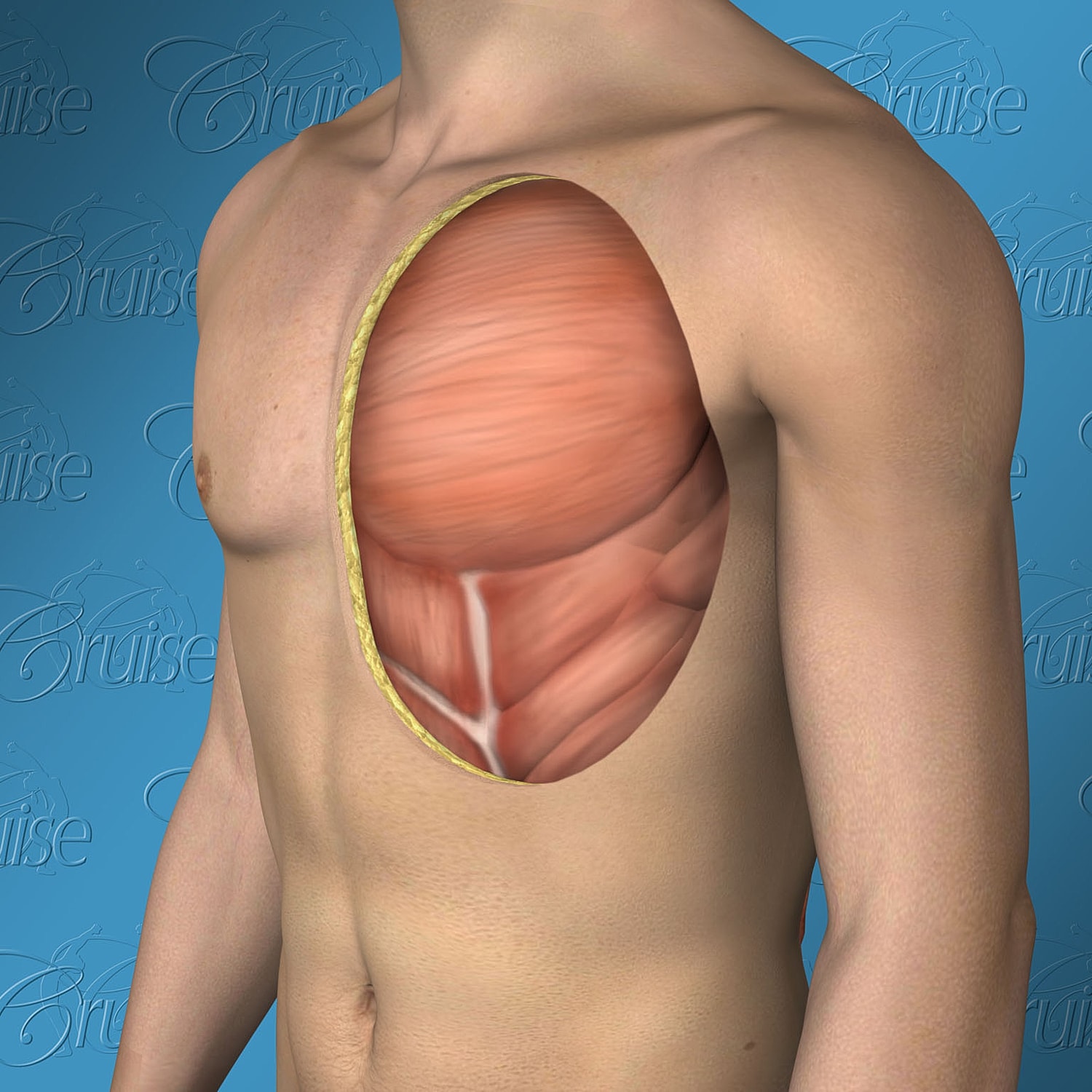 Anatomical illustration of human chest muscles.