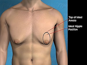 Nipple position reference for chest anatomy illustration